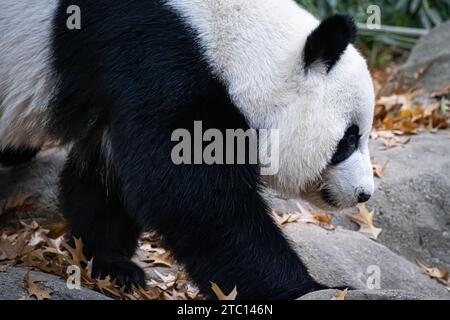 Riesenpanda (Ailuropoda melanoleuca) im Zoo Atlanta in Atlanta, Georgia. (USA) Stockfoto