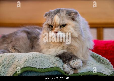 Alte Katze, die neugierig in einem Korb sitzt Stockfoto
