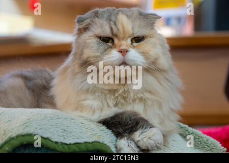 Eine alte Katze sitzt im Korb auf einem Tisch Stockfoto