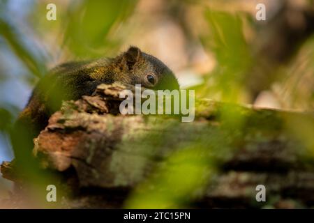 Eichhörnchen ruht im Baum Stockfoto