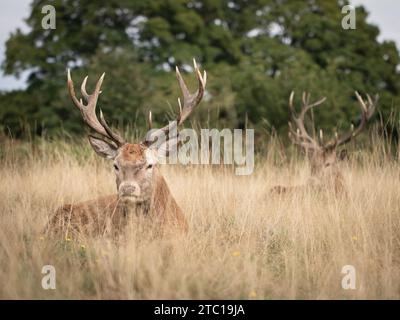 Porträt von zwei Rotwild, die eine grasbewachsene Wiese in der Nähe des Waldparks überqueren Stockfoto