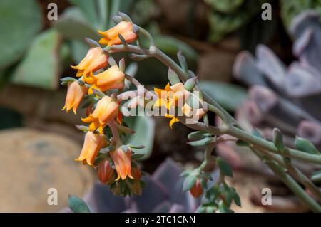 Sydney Australien, orange blühende echeveria im Garten Stockfoto