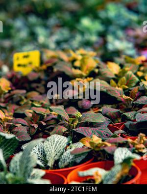 Saftige Pflanzen in kleinen Töpfen im Garten. Stockfoto