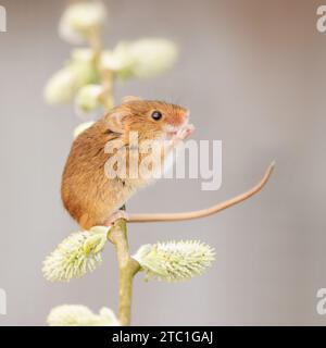 Eurasische Erntemaus (Micromys minutus) Gefangenes Tier auf Weidenstiel Stockfoto