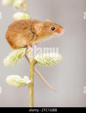 Eurasische Erntemaus (Micromys minutus) Gefangenes Tier auf Weidenstiel Stockfoto