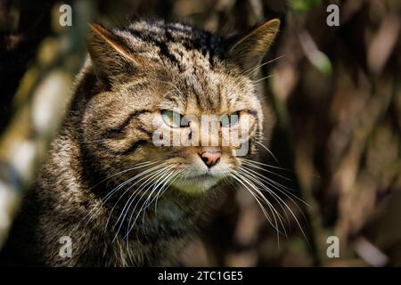 Schottische Wildkatze [ Felis silvestris ] Gefangenschaft im Westcountry Wildlife Photography Centre in Devon Stockfoto