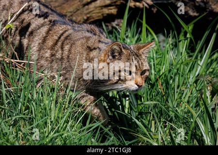 Schottische Wildkatze [ Felis silvestris ] Gefangenschaft im Westcountry Wildlife Photography Centre in Devon Stockfoto