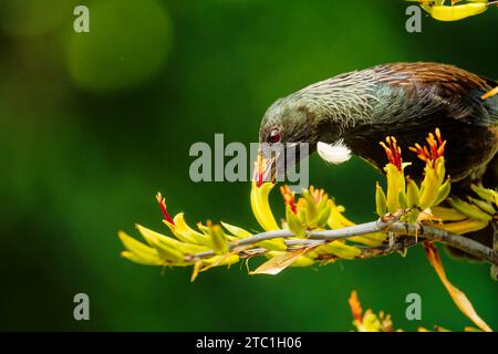 Ein Tui, ein endemischer Passerinvogel aus Neuseeland, der sich von Flachsnektar ernährt. Die Blütenstamen, die Orangenpollen auf ihrem Kopf ablegen. Region Tasman Stockfoto