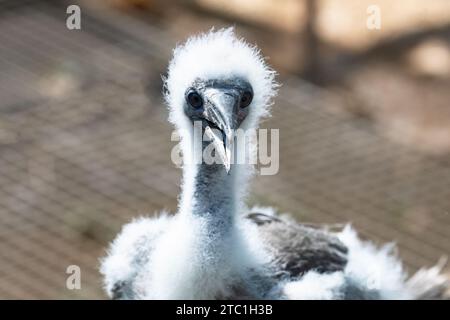 Juvenile Rotfüßler (Sula sula rubripes) im National Park Rehabilitation Centre, Christmas Island, Australien Stockfoto