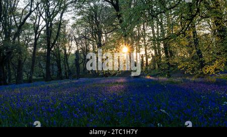 Sunburst durch Bäume mit Teppich von Bluebells [ Hyacinthoides non-scripta ] im Blackbury Camp, Devon, Großbritannien Stockfoto