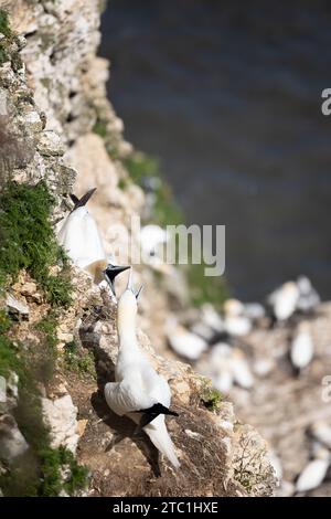 Zwei benachbarte Gannets (Morus Bassanus) streiten und kämpfen auf einer Klippe über einer Tölpel-Kolonie an der Küste von Yorkshire. August, Sommer, Großbritannien Stockfoto