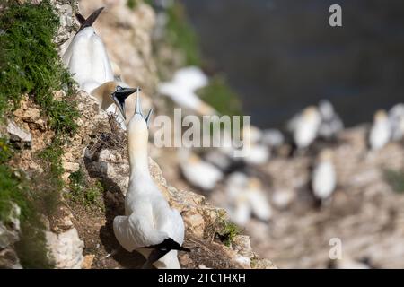 Zwei benachbarte Gannets (Morus Bassanus) streiten und kämpfen auf einer Klippe über einer Tölpel-Kolonie an der Küste von Yorkshire. August, Sommer, Großbritannien Stockfoto