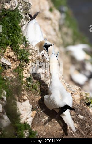 Zwei benachbarte Gannets (Morus Bassanus) streiten und kämpfen auf einer Klippe über einer Tölpel-Kolonie an der Küste von Yorkshire. August, Sommer, Großbritannien Stockfoto