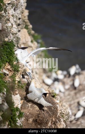 Zwei benachbarte Gannets (Morus Bassanus) streiten und kämpfen auf einer Klippe über einer Tölpel-Kolonie an der Küste von Yorkshire. August, Sommer, Großbritannien Stockfoto