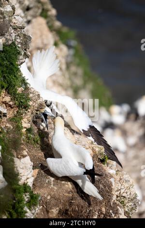 Zwei benachbarte Gannets (Morus Bassanus) streiten und kämpfen auf einer Klippe über einer Tölpel-Kolonie an der Küste von Yorkshire. August, Sommer, Großbritannien Stockfoto