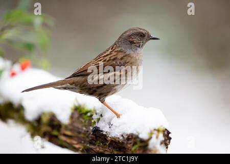 Dunnock (prunella modularis) auf einem schneebedeckten Baumstamm im Dezember, gedämpfter grüner Hintergrund. Yorkshire, Großbritannien im Winter Stockfoto