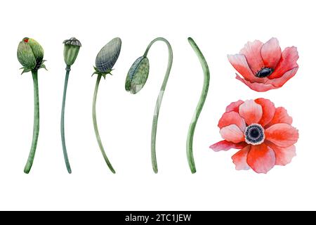 Rote Mohnblumen mit Stielen, Blättern und Knospen Aquarellset. Wildblumen-Anemonen-Kollektion der Wiese Stockfoto