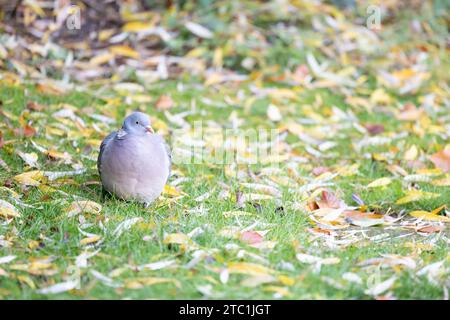 Die Waldtaube (Columba palumbus) saß im Herbst auf einem Gartenrasen, umgeben von gefallenen Weidenblättern. Yorkshire, Großbritannien Stockfoto