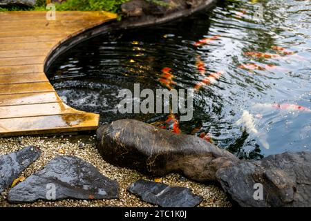 Koi Fish oder Nishikigoi in einem Teich im Freien im mit Stein dekorierten Garten Stockfoto