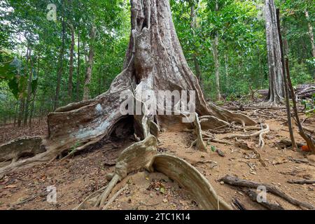 Butteress Roots of Tahitian Chestnut Trees (Inocarpus fagifer) im Christmas Island National Park, Australien Stockfoto