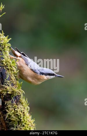 Klassische Nuthatch-Pose (Sitta Europaea) auf einem Holzzweig - Yorkshire, Großbritannien im Herbst Stockfoto