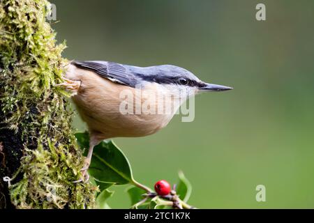 Klassische Nuthatch-Pose (Sitta Europaea) auf einem Holzzweig - Yorkshire, Großbritannien im Herbst Stockfoto