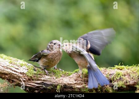 Zwei junge eurasische Bullfinken (Pyrrhula pyrrhula) kämpfen im September in Yorkshire, Großbritannien Stockfoto