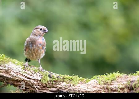 Junger männlicher Eurasischer Bullfink (Pyrrhula pyrrhula), der am Ende des Sommers Federn mammt - Yorkshire, UK im September Stockfoto