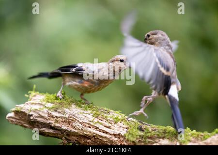 Ein junger männlicher Eurasischer Bullfinch (Pyrrhula pyrrhula) jagt im September einen anderen jungen Bullfinch - Yorkshire, Großbritannien Stockfoto