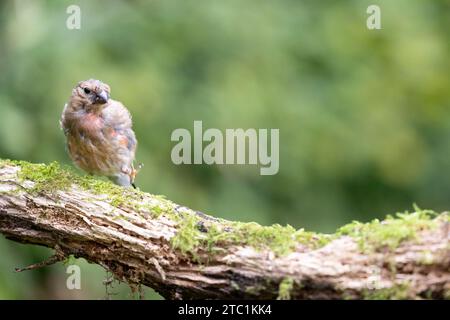 Junger männlicher Eurasischer Bullfink (Pyrrhula pyrrhula), der am Ende des Sommers Federn mammt - Yorkshire, UK im September Stockfoto