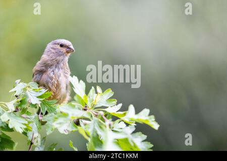 Junger weiblicher Eurasischer Bullfinch (Pyrrhula pyrrhula) hochtrangiger Weißdornzweig - Yorkshire, Vereinigtes Königreich im September Stockfoto
