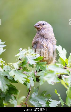 Junger weiblicher Eurasischer Bullfinch (Pyrrhula pyrrhula) hochtrangiger Weißdornzweig - Yorkshire, Vereinigtes Königreich im September Stockfoto