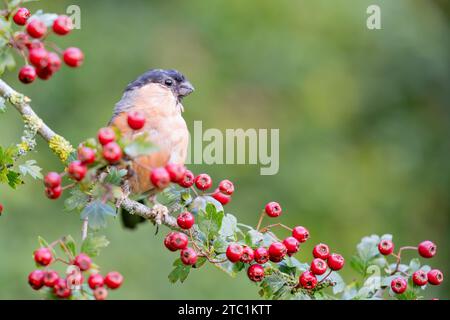 Männlicher Bullfinch auf einem Weißdornzweig voller hellroter Beeren - Yorkshire, Großbritannien im September Stockfoto