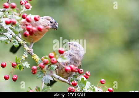 Ein Paar junger eurasischer Bullfink (männliche und weibliche Pyrrhula pyrrhula), die auf einem Weißdornzweig voller hellroter Beeren thront - Yorkshire, Großbritannien Stockfoto