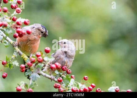 Ein Paar junger eurasischer Bullfink (männliche und weibliche Pyrrhula pyrrhula), die auf einem Weißdornzweig voller hellroter Beeren thront - Yorkshire, Großbritannien Stockfoto