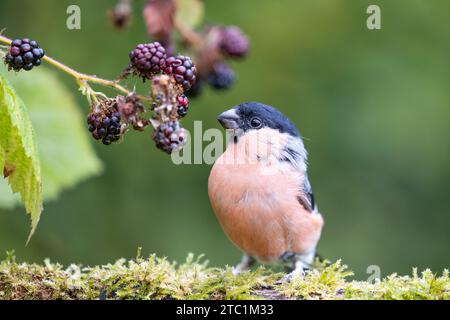 Erwachsener männlicher Eurasischer Bullfink (Pyrrhula pyrrhula), der auf einem Baumstamm sitzt und Brombeeren isst - Yorkshire, Großbritannien im September Stockfoto