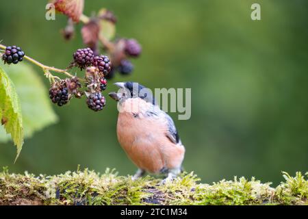 Erwachsener männlicher Eurasischer Bullfink (Pyrrhula pyrrhula), der auf einem Baumstamm sitzt und Brombeeren isst - Yorkshire, Großbritannien im September Stockfoto