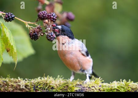 Erwachsener männlicher Eurasischer Bullfink (Pyrrhula pyrrhula), der auf einem Baumstamm sitzt und Brombeeren isst - Yorkshire, Großbritannien im September Stockfoto
