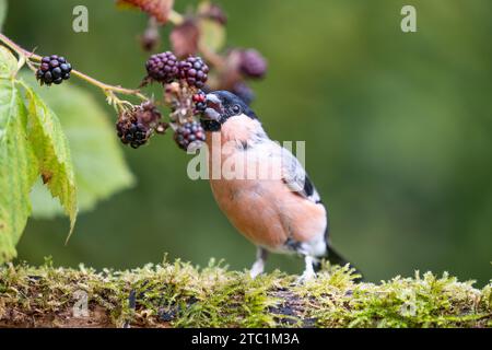 Erwachsener männlicher Eurasischer Bullfink (Pyrrhula pyrrhula), der auf einem Baumstamm sitzt und Brombeeren isst - Yorkshire, Großbritannien im September Stockfoto