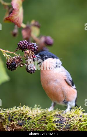 Erwachsener männlicher Eurasischer Bullfink (Pyrrhula pyrrhula), der auf einem Baumstamm sitzt und Brombeeren isst - Yorkshire, Großbritannien im September Stockfoto
