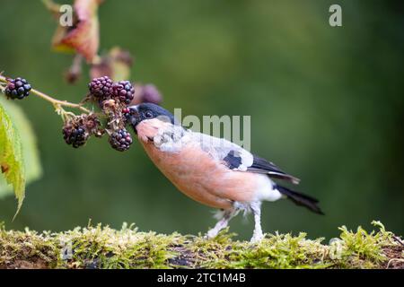 Erwachsener männlicher Eurasischer Bullfink (Pyrrhula pyrrhula), der auf einem Baumstamm sitzt und Brombeeren isst - Yorkshire, Großbritannien im Herbst Stockfoto