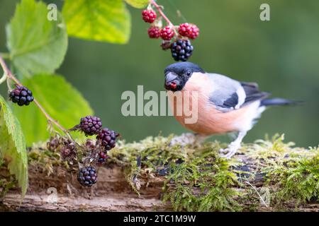 Erwachsener männlicher Bullfinch UK (Pyrrhula pyrrhula) hockte auf einem Holzstamm, der Brombeeren isst - Yorkshire, England im September Stockfoto