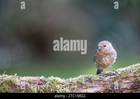 Jugendlicher eurasischer Bullfink (Pyrrhula pyrrhula) auf einem moosigen Baumstamm - Yorkshire, Großbritannien im Herbst Stockfoto