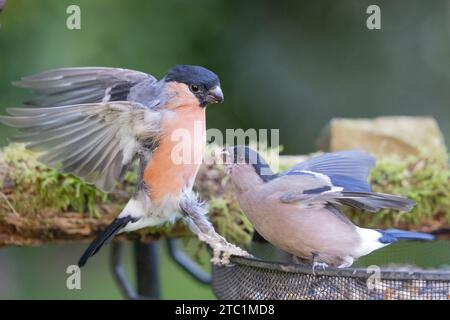 Bullfinch-Paar männlich und weiblich. Weiblicher Bullfink greift einen Mann auf einem Futtertablett an - Yorkshire, Großbritannien im Herbst Stockfoto