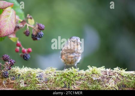 Junger männlicher Eurasischer Bullfinch (Pyrrhula pyrrhula), der auf einem Baumstamm mit Brombeeren thront - Yorkshire, Großbritannien im Herbst Stockfoto