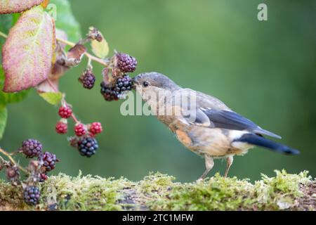 Ein junger männlicher Eurasischer Bullfinch (Pyrrhula pyrrhula), der auf einem Baumstamm hockte, der Brombeeren fresst - Yorkshire, Großbritannien im September Stockfoto