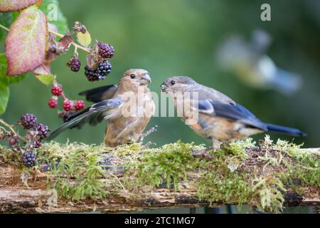 Ein Paar junger Bullfinken (Pyrrhula pyrrhula) interagieren auf einem Baumstamm neben einigen Brombeeren - Bird Behaviour Shot - Yorkshire, Großbritannien im September Stockfoto