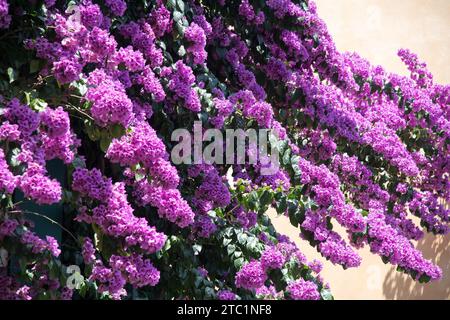 Historisches Zentrum von Sirmione, Provinz Brescia, Lombardei, Italien © Wojciech Strozyk / Alamy Stock Photo Stockfoto