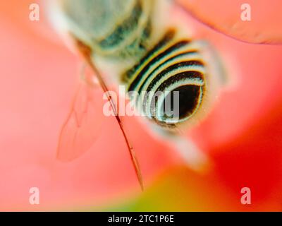 Nahaufnahme auf Bändermuster im Bauch der Honigbiene, während sie in Blättern und Blüten sitzt Stockfoto