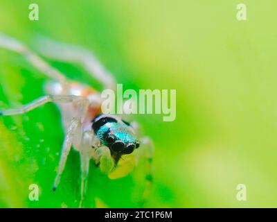 Nahaufnahme von Banded Phintella (phintella vittata) auf grünem Blatt Stockfoto